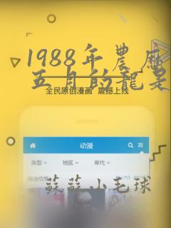 1988年农历五月的龙是什么命