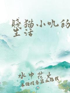 贱猫小叽的幸福生活