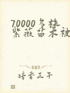 70000多株紫薇苗木被强毁