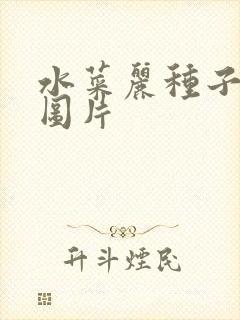 水菜丽种子全集图片