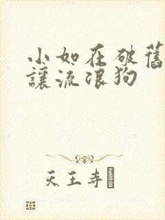 小如在破旧仓库让流浪狗