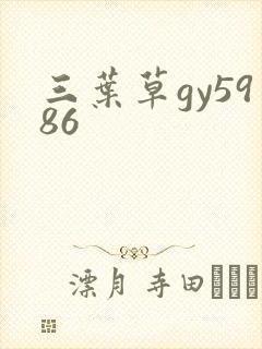 三叶草gy5986