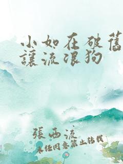 小如在破旧仓库让流浪狗