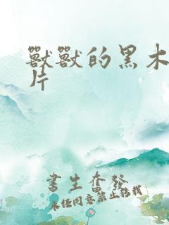 兽兽的黑木耳照片