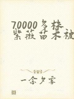 70000多株紫薇苗木被强毁