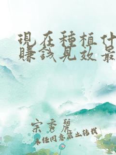 现在种植什么最赚钱见效最快