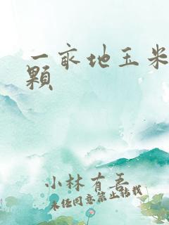一亩地玉米多少颗