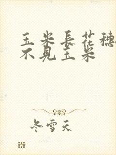 玉米长花穗怎么不见玉米