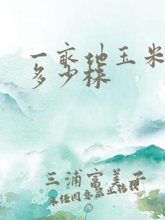 一亩地玉米能种多少株