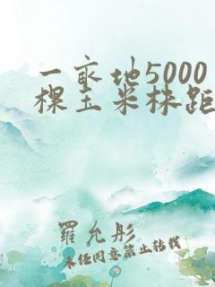 一亩地5000棵玉米株距多少
