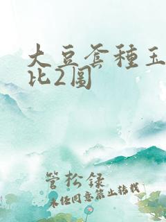 大豆套种玉米4比2图