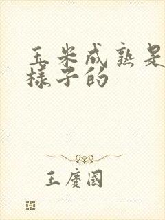 玉米成熟是什么样子的