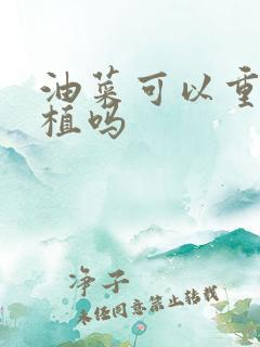 油菜可以重茬种植吗