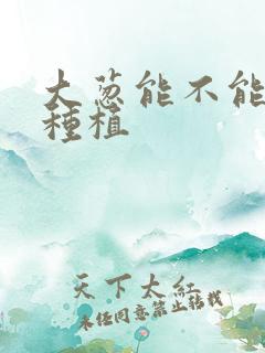 大葱能不能重茬种植