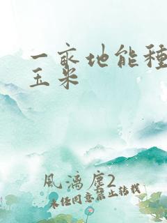 一亩地能种多少玉米