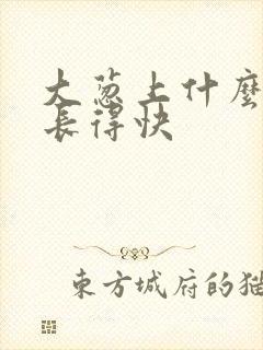 大葱上什么肥料长得快