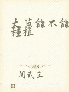 大葱能不能重茬种植