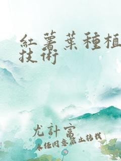 红薯叶种植高产技术