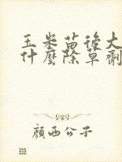 玉米苗后大草用什么除草剂比较好