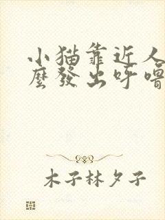 小猫靠近人为什么发出呼噜噜的声音