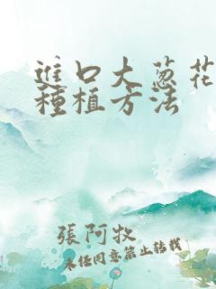 进口大葱花种球种植方法
