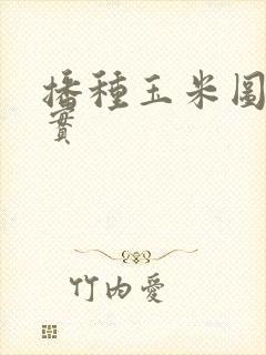 播种玉米图片真实