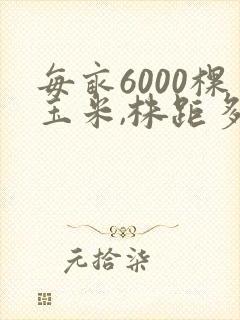 每亩6000棵玉米,株距多少