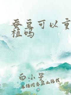蚕豆可以重茬种植吗