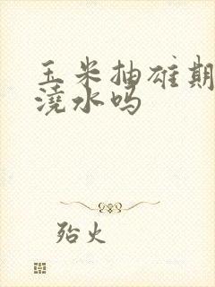 玉米抽雄期可以浇水吗
