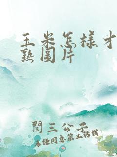 玉米怎样才算成熟图片