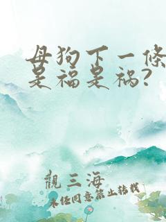 母狗下一条小狗是福是祸?