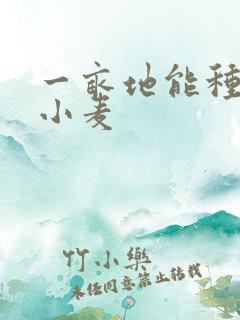 一亩地能种多少小麦