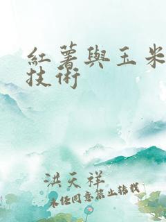 红薯与玉米套种技术