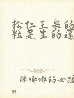 松仁玉米的玉米粒是生的还是熟的