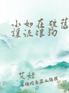 小如在破旧仓库让流浪狗