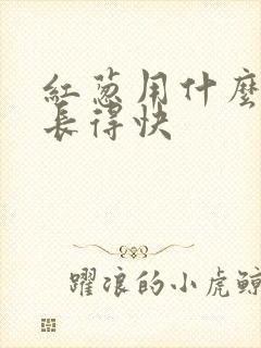 红葱用什么肥料长得快