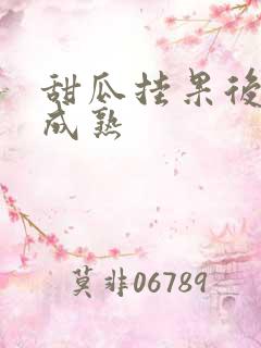 甜瓜挂果后多久成熟