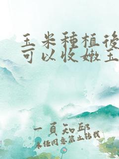 玉米种植后多久可以收嫩玉米
