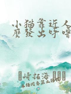 小猫靠近人为什么发出呼噜噜的声音