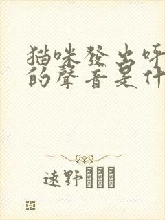 猫咪发出呼噜噜的声音是什么情况