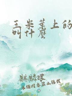 玉米叶上的虫子叫什么