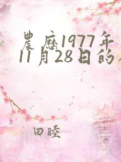 农历1977年11月28日的八字