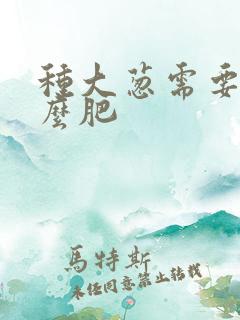 种大葱需要施什么肥