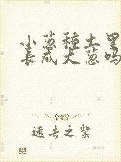 小葱种土里可以长成大葱吗