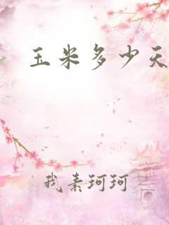 玉米多少天熟