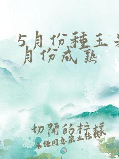 5月份种玉米几月份成熟