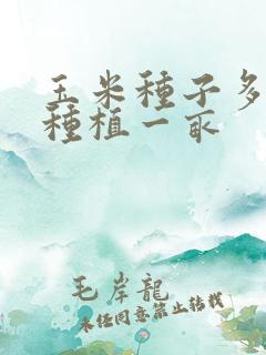 玉米种子多少斤种植一亩