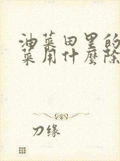 油菜田里的野油菜用什么除草剂