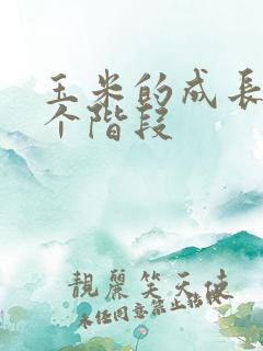 玉米的成长分几个阶段