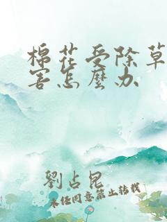 棉花受除草剂药害怎么办